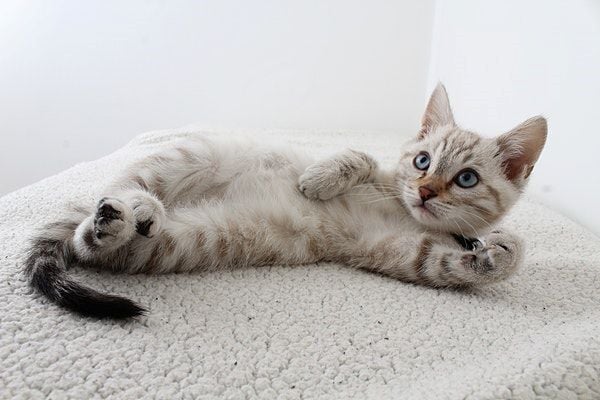 Comment dresser un chat?