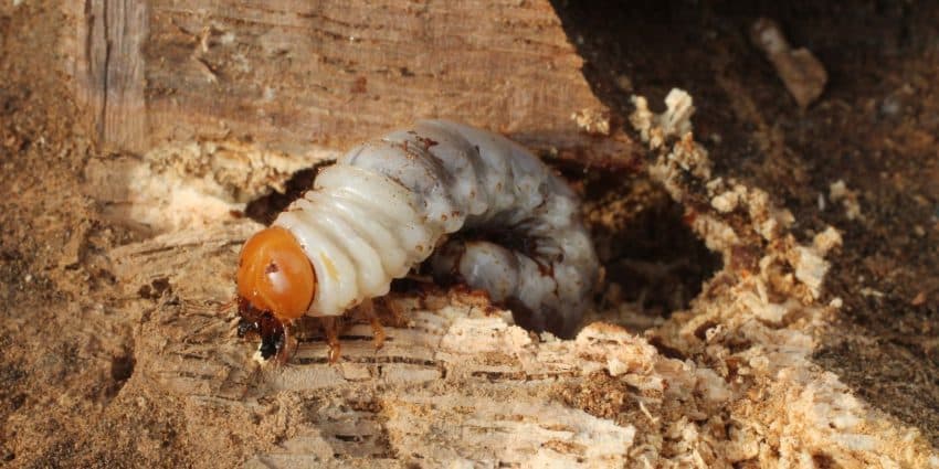 Comment reconnaître et repousser les insectes xylophages?