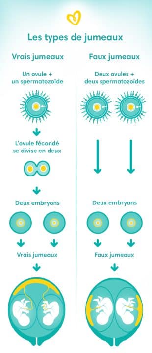 Comment savoir si vous êtes enceinte de jumeaux?
