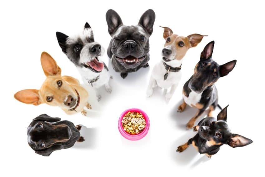 Races de chiens faciles à dresser : Beagle, Boxer, Bulldog
